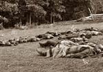 Gettysburg-Dead-Soldiers-th