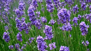 Flowering lavender by Off2riorob / Wikimedia Commons