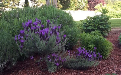 Lavender
